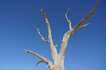 Kameldornbaum vor Düne, Sossusvlei