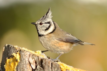 beautiful garden bird at feeder