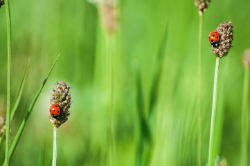 Marienkäfer auf Spitzwegerich blüten