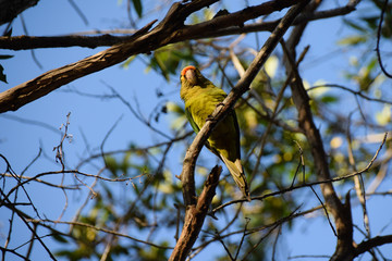 Low angle view parakeet in a tree, Costa Rica