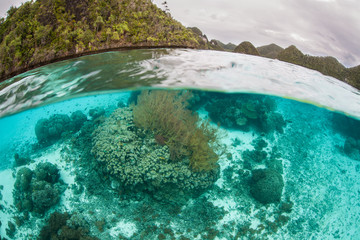 Fototapeta na wymiar Corals Growing in Remote Lagoon in Raja Ampat
