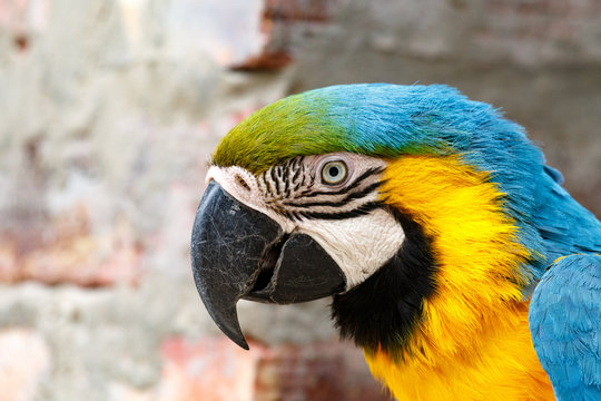 Parrot sneaky look