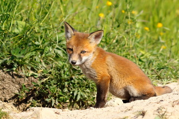 Naklejka na ściany i meble cute european wild fox cub