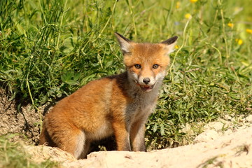 cute young european red fox