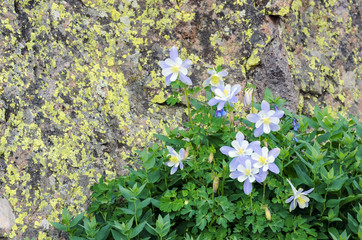 Blue Columbine Yankee Boy Basin