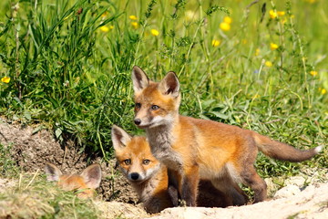 family of young fox cubs near the den