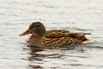 female mallard duck on water surface