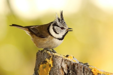 funny crested tit at garden bird feeder