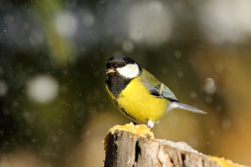 great tit eating lard in a snowy day