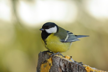 great tit perched on a stump in the garden