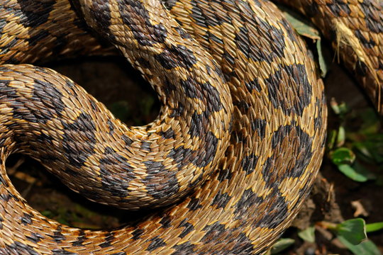 detail of curled meadow viper