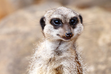 Meerkat looking straight at you.