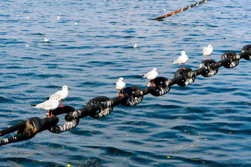 seagull in a row