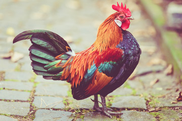 Beautiful cock. colorful rooster.