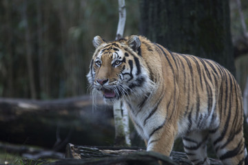 Portrait of siberian or Amur tiger
