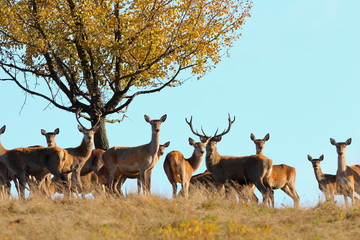 group of red deers in mating season