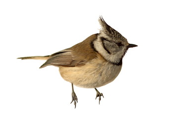 isolated crested tit