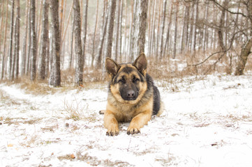 dog on a winter