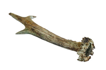 isolated roe deer horn