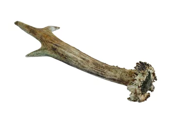 Photo sur Plexiglas Cerf corne de chevreuil isolée