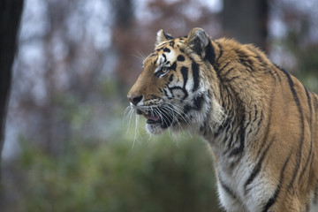 Portrait of siberian or Amur tiger
