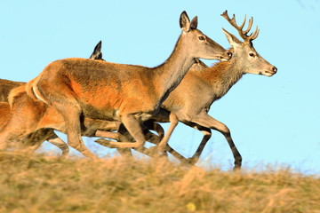 red deers running on top of the hill