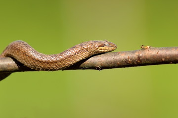 smooth snake climbing on branch