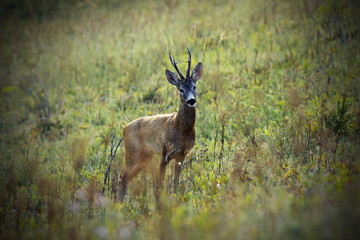 wild roe deer buck on meadow