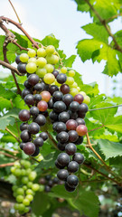 Bunches of ripe grapes in a vineyard.