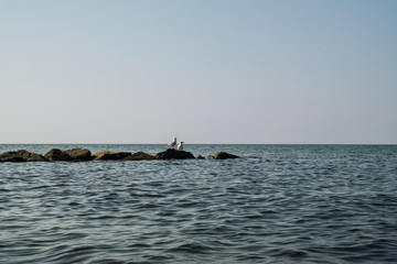 Obraz premium two seagulls on rocks in sea water at baltic sea coast in northern germany
