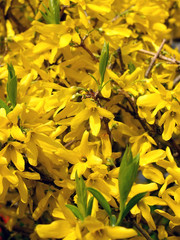Blossoming forzition European (Forsythia europaea)