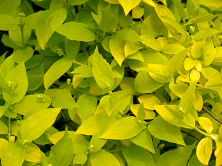 Background from young flavovirent leaves