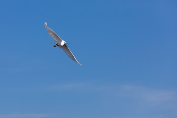 Fototapeta na wymiar flying great white bird on a blue background