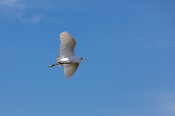 big white bird in the sky