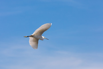 egret flying against the sky