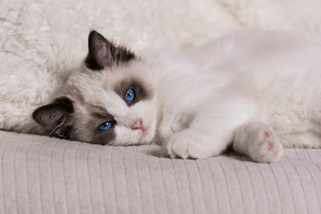  A cute Ragdoll kitten on a white sofa. © madeinitaly4k