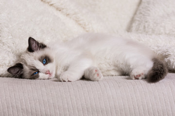 Fototapeta na wymiar A cute Ragdoll kitten on a white sofa.