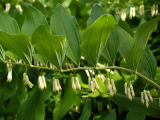 Kupena multifloral (Polygonatum multiflorum)