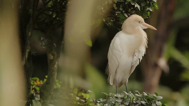 The cattle egret (Bubulcus ibis) cleaning its feathers. Cosmopolitan species of heron. Malaysia.