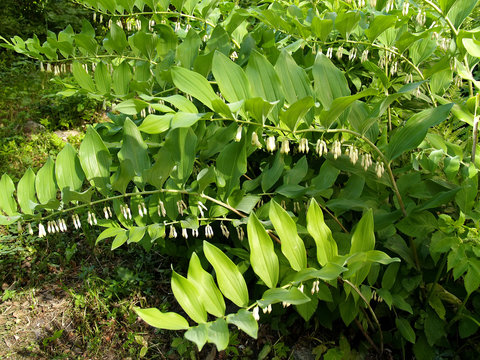 Kupena multifloral (Polygonatum multiflorum)
