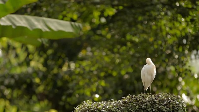 The cattle egret (Bubulcus ibis) cleaning its feathers. Cosmopolitan species of heron. Malaysia.