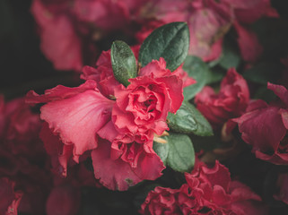 Obraz premium The closeup of Rose the famous iconic flowers of love and valentine festival.