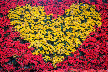 Fototapeta na wymiar The heart wall made by Begonia flowers.