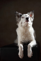 Border Collie im Studio