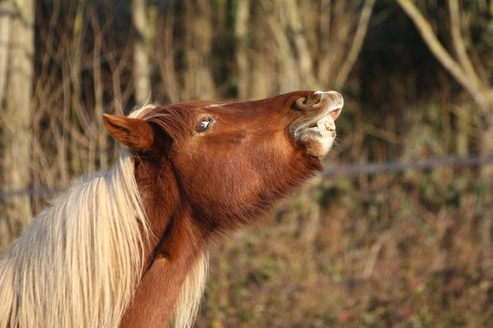 Ponette au flehmen