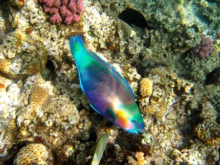 Underwater beach / Fish and corals under water in red sea, Egypt