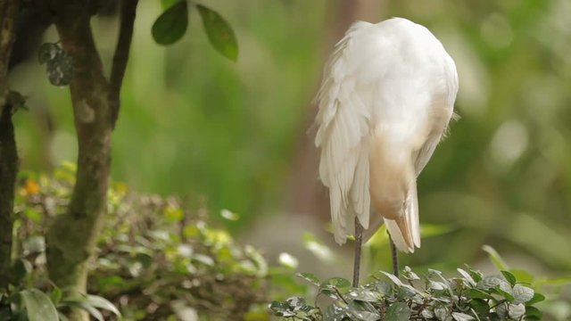 The cattle egret Bubulcus ibis cleaning its feathers. Cosmopolitan species of heron. Malaysia.