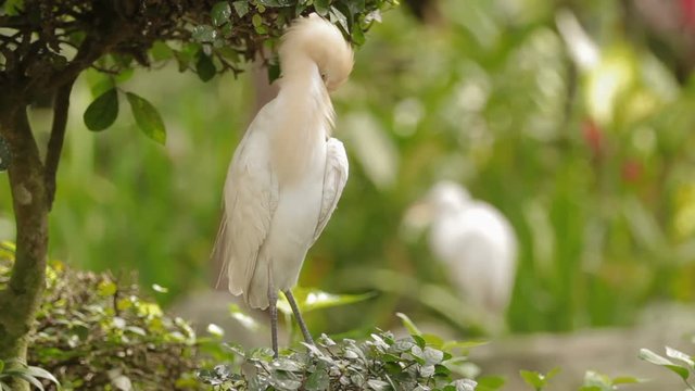 The cattle egret Bubulcus ibis cleaning its feathers. Cosmopolitan species of heron. Malaysia.