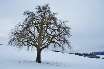 Fototapeta na wymiar Baum in wintergrauer Landschaft