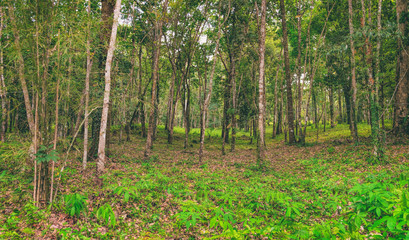 Panoramic view of rubber plantations on Koh Chang, Thailand. Hevea brasiliensis is one of the most...